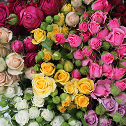 Assorted Spray Roses - Thumb